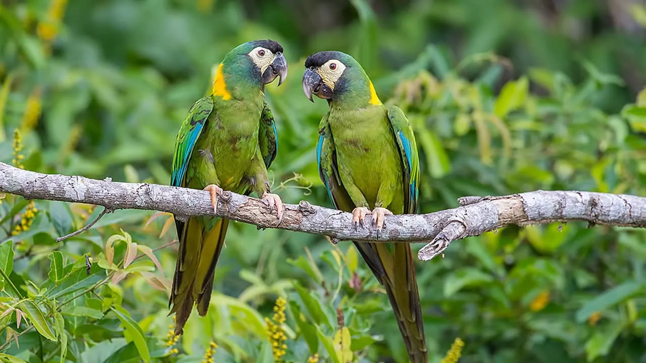 A pair of Yellow-Collared Macaw looking at each other