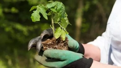 afforestation vs reforestation