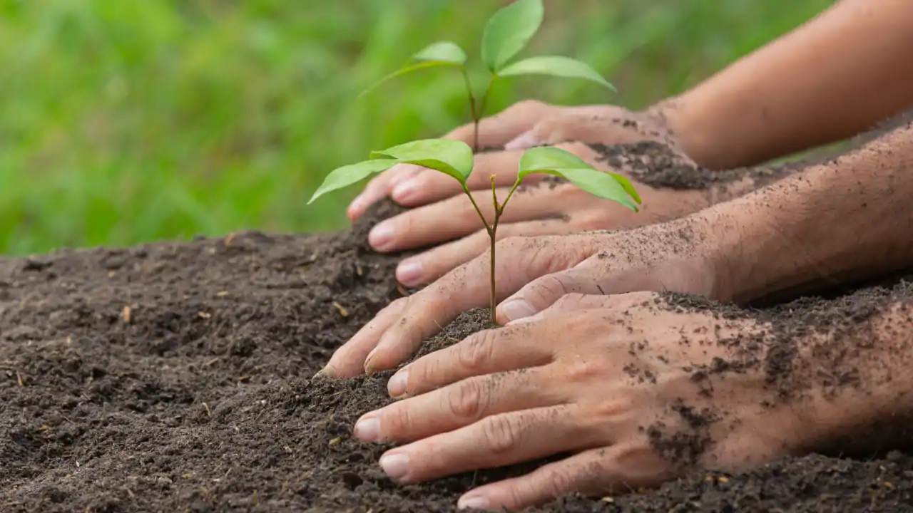 A close-up photo of hands holding plants for reforestation and afforestation