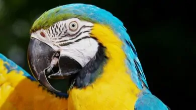 blue and gold macaw care