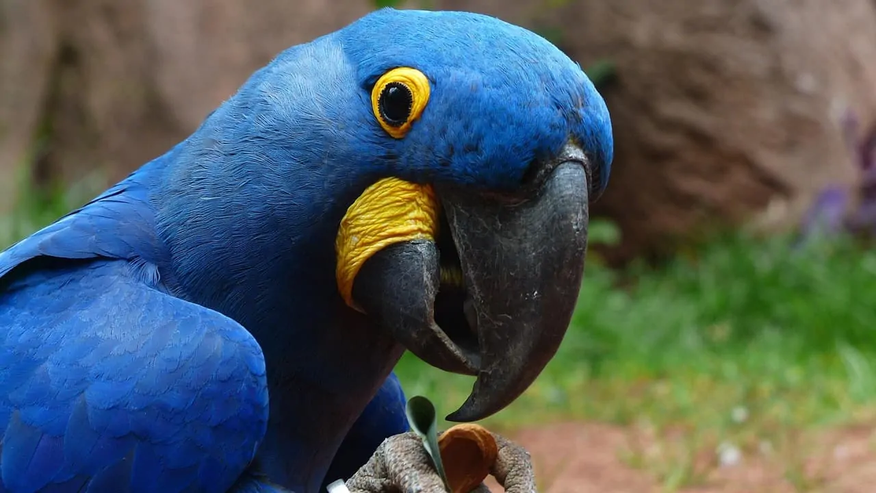 A close-up image of a blue macaw