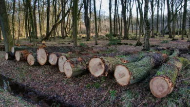deforestation and loss of biodiversity