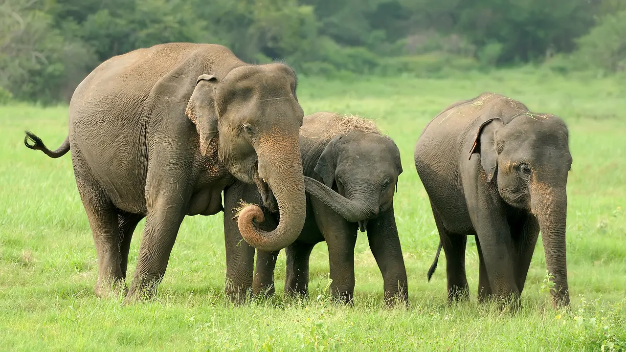 A group of elephants in a wildlife photography captured by tourist
