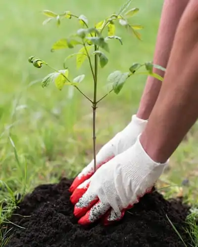 A photo of a volunteer planting a tree
