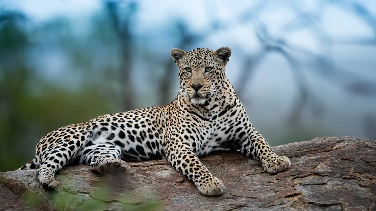 Beautiful shot of an African leopard resting on the rock in wildlife photography