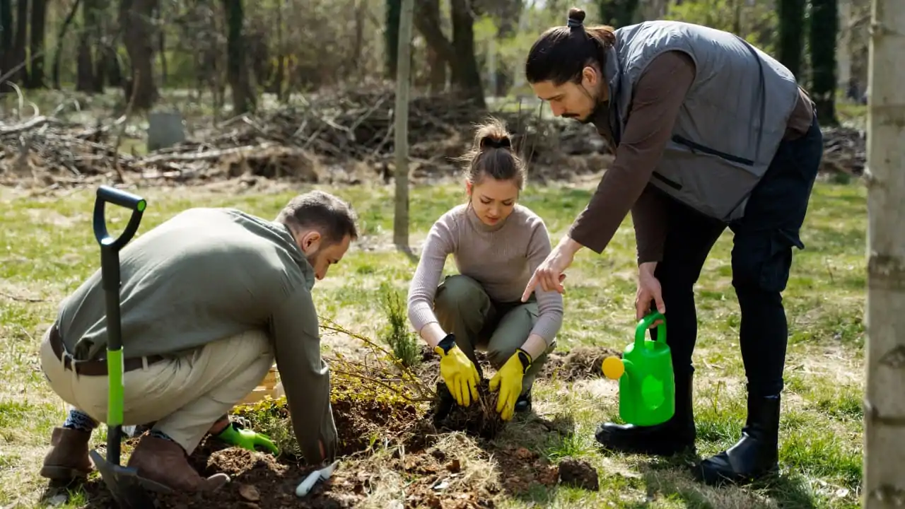 Three people are planting trees as part of the afforestation vs reforestation process