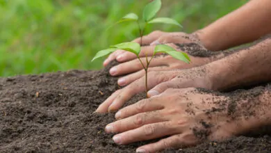 reforestation