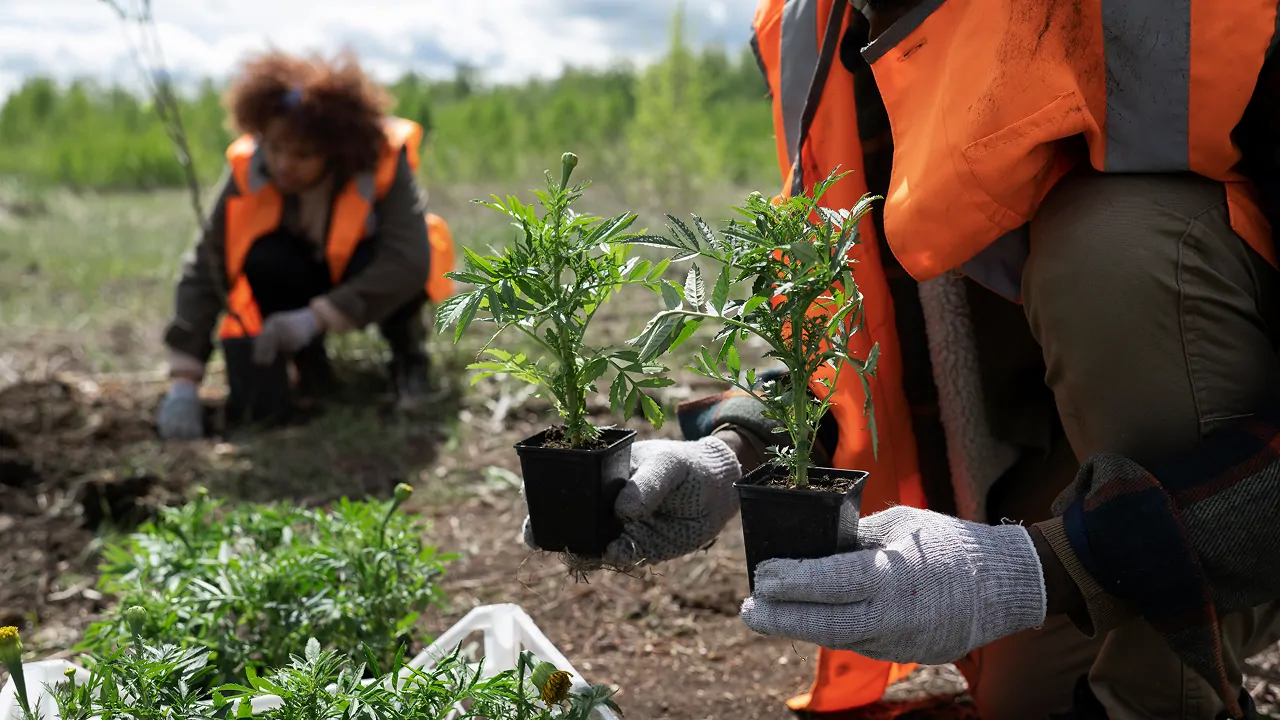reforestation done by voluntary group