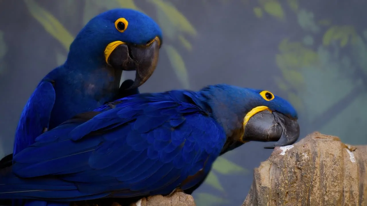 A pair of blue macaws, one rubbing its beak on a stone