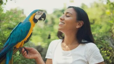 macaw talk
