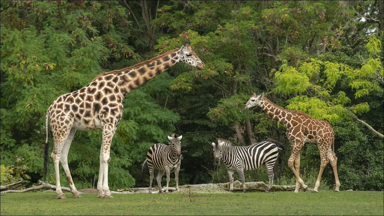 A front view of a group of giraffes and zebras in a safari