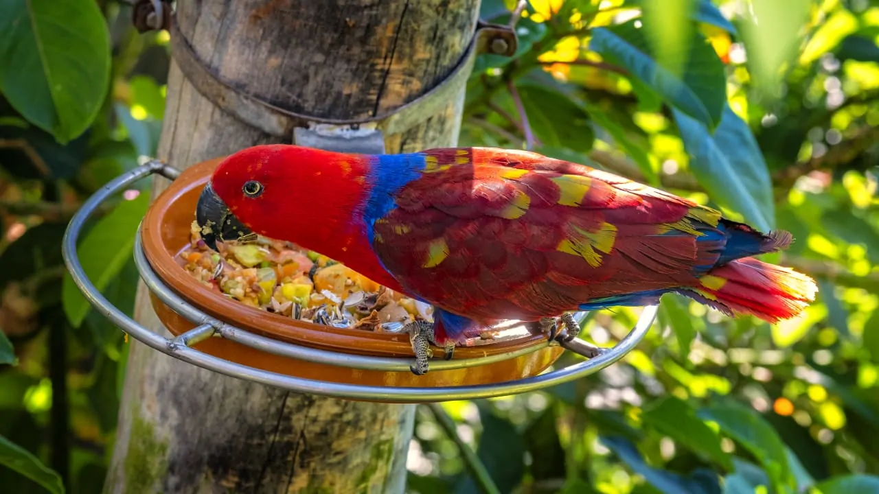 A mesmerizing colorful parrot eating in a forest