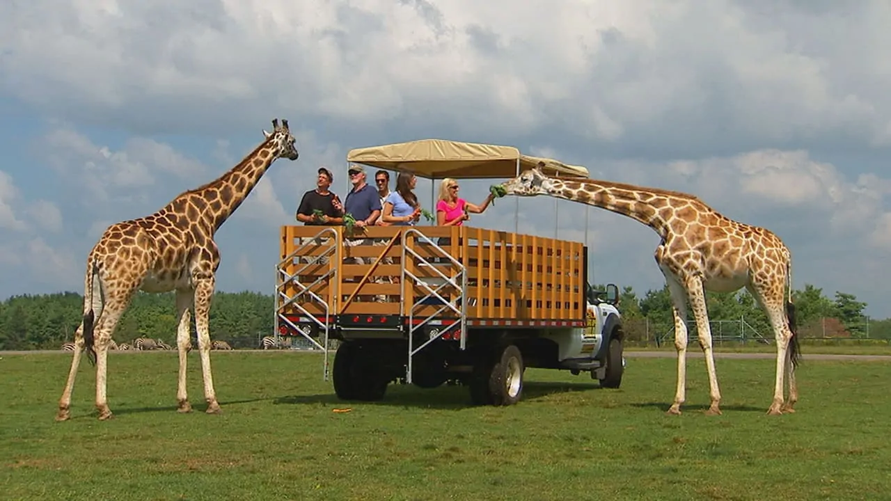 A group of people is feeding giraffes