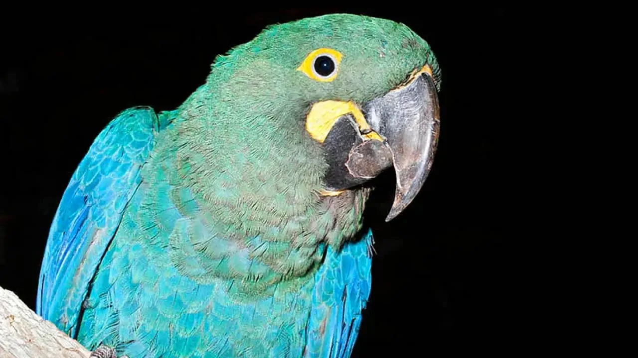 Glaucous Macaws
