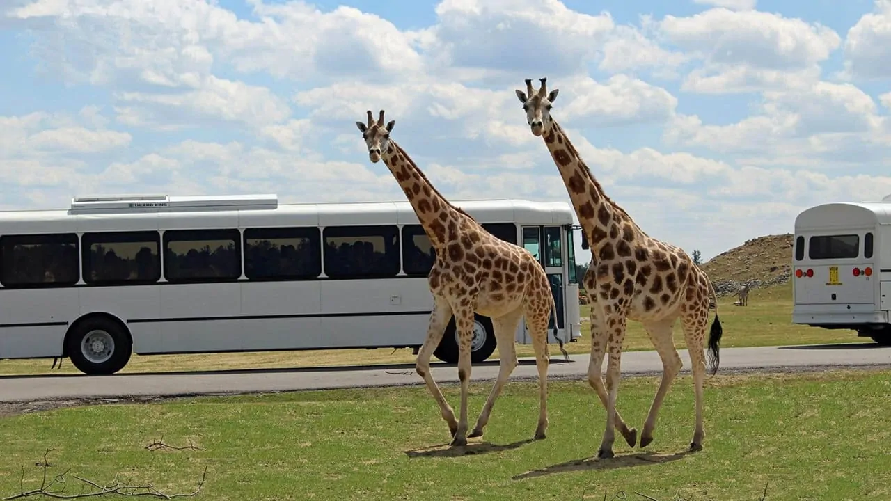 Two giraffes standing in front of a bus in lion safari canada