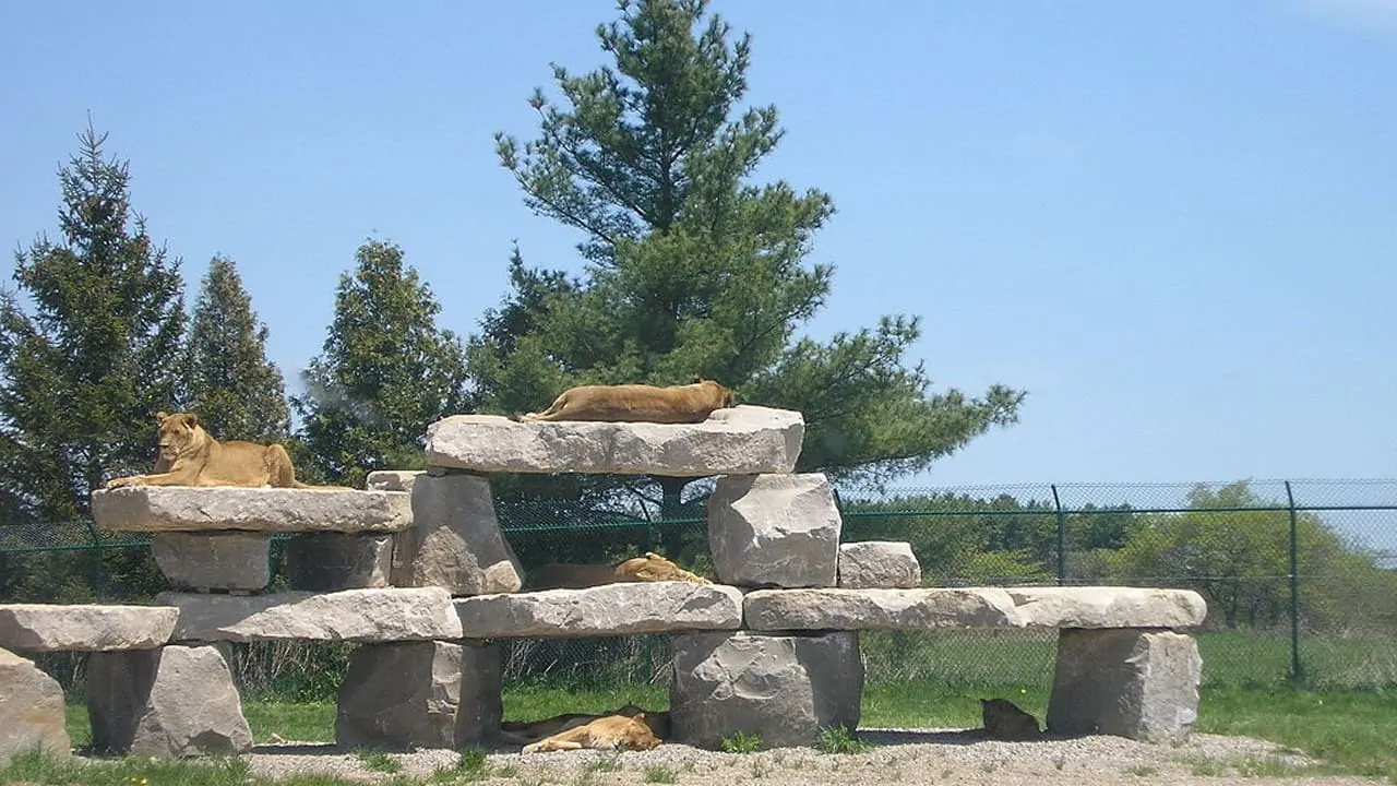 Lions are resting on the stones