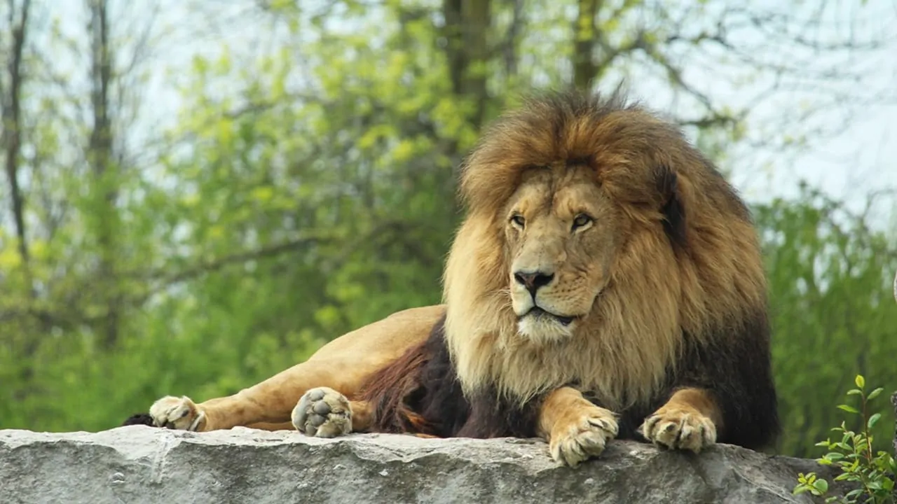 A lion is resting on a stone