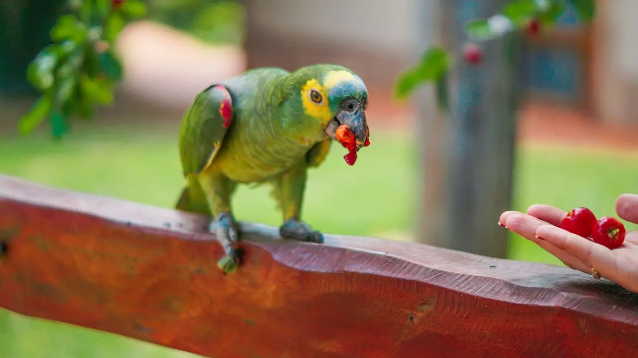 A green parrot is eating while standing on a wooden stick