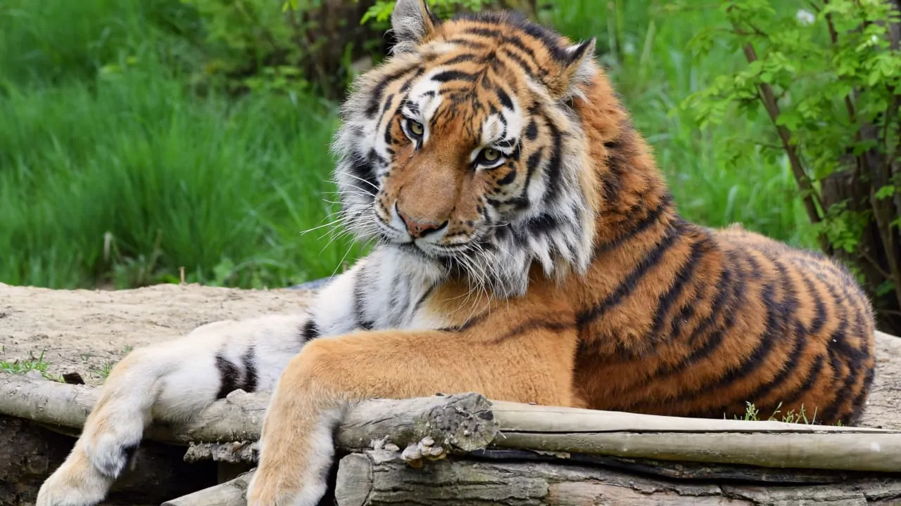 A tiger is lying on a wooden floor