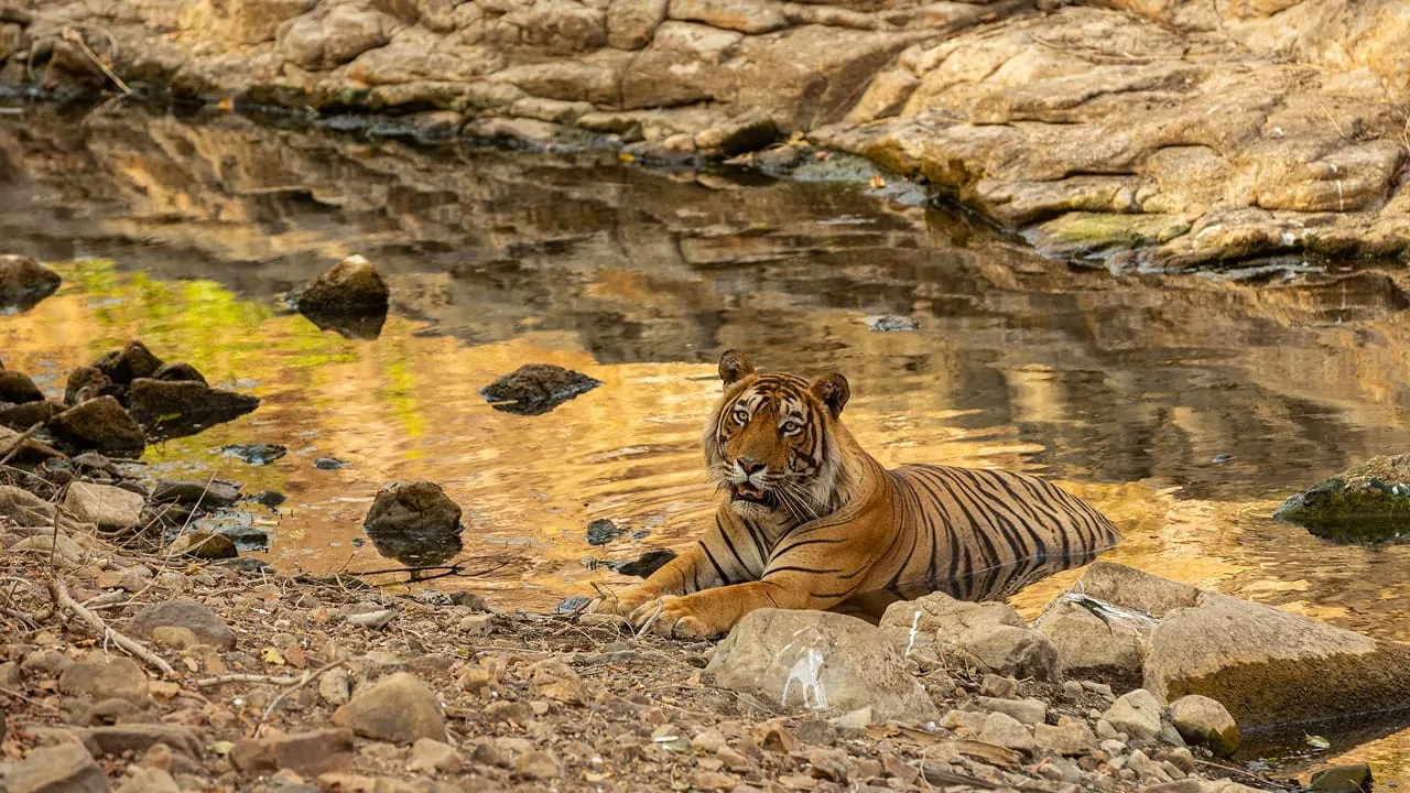 A tiger is sitting on some rocks