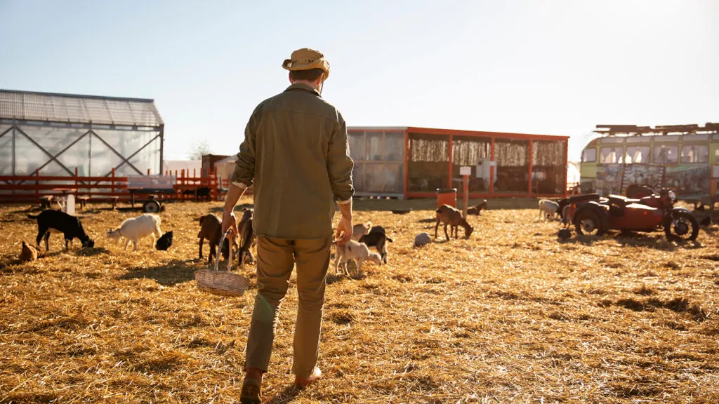 A man seeing his animals in a farm