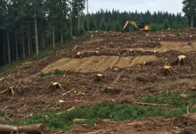 How Does Deforestation Affect Climate Change