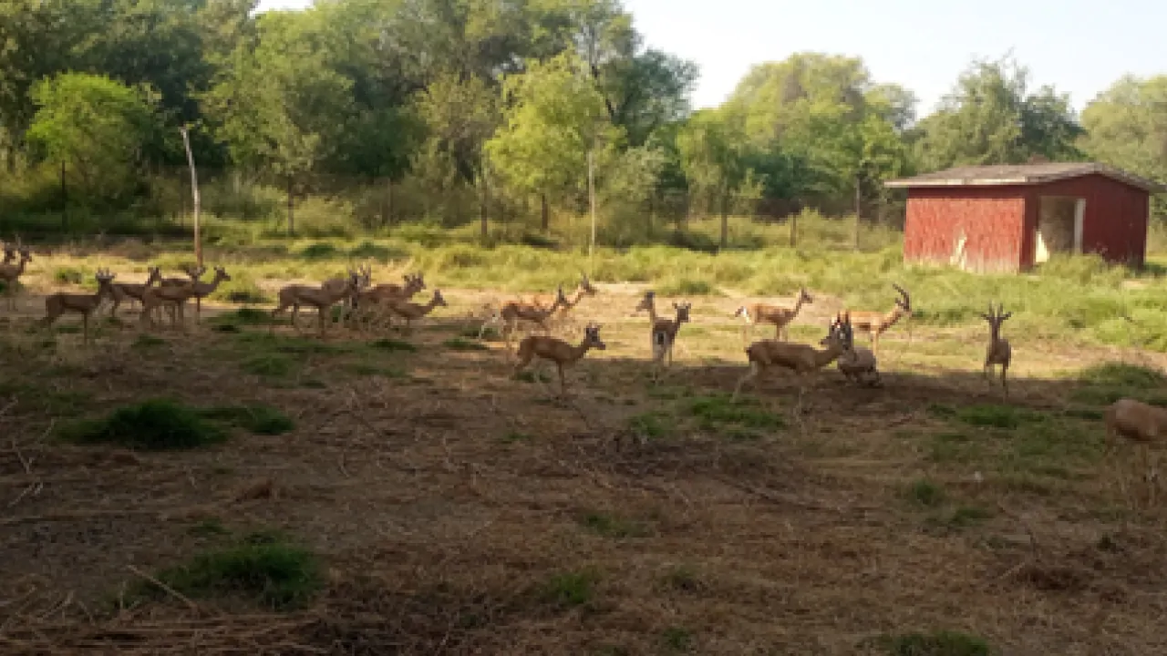 A group of deers in a safari