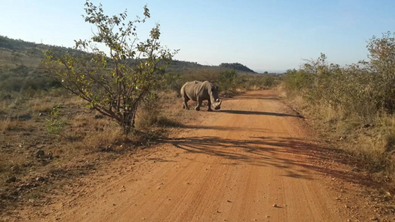 A safari picture featuring an elephant standing, a perfect spot for solo travel